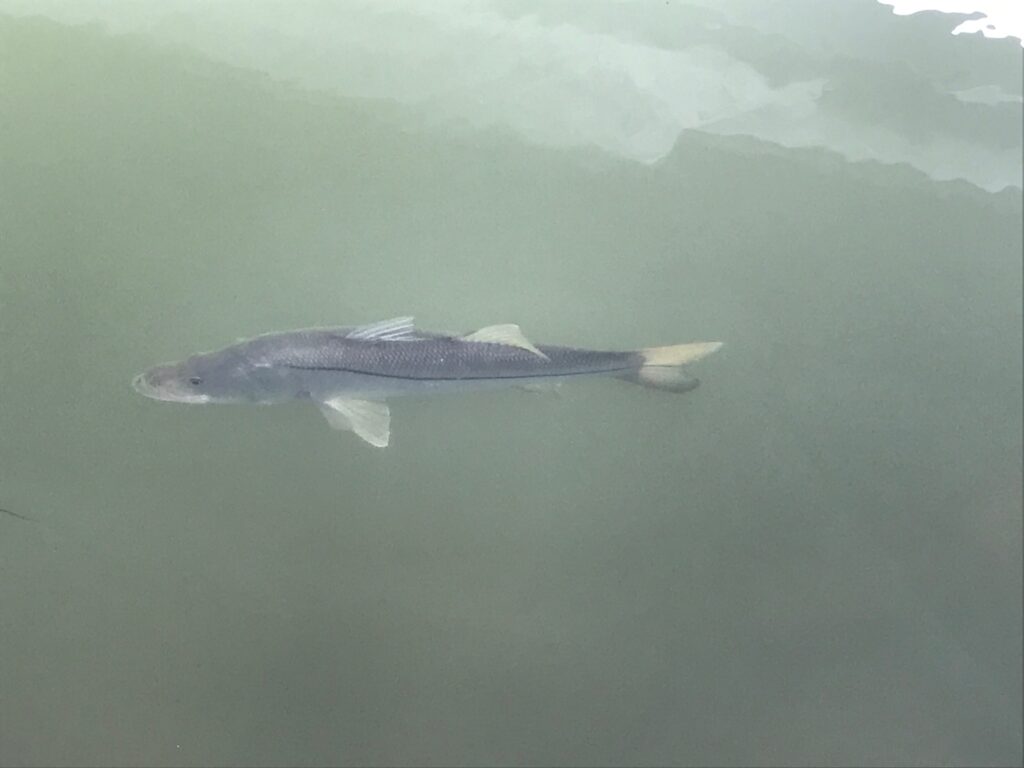 A fish swimming in the water near a boat.