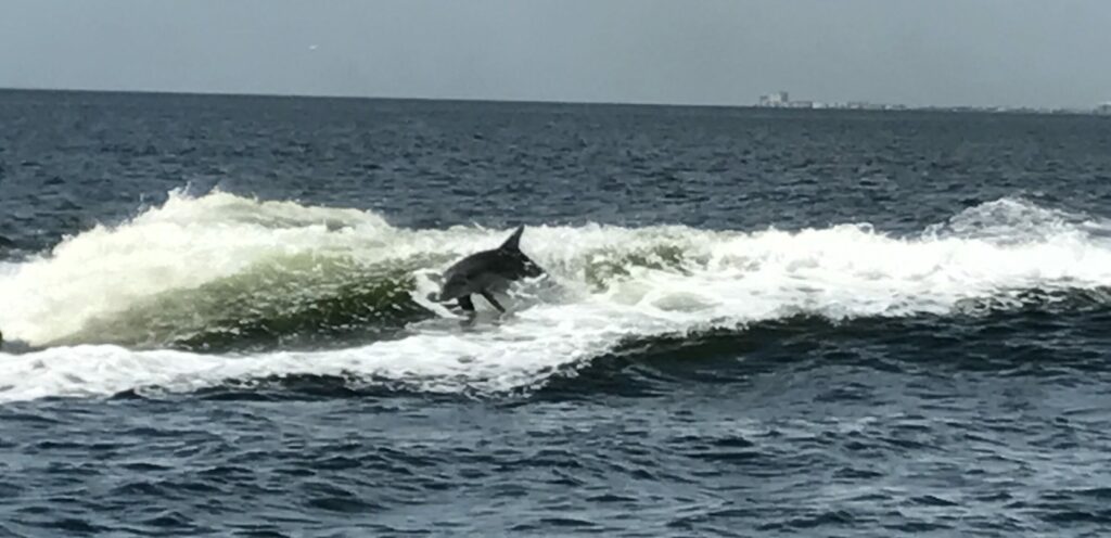 A dolphin is riding a wave in the ocean.