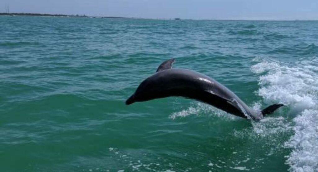 A dolphin jumping out of the water.