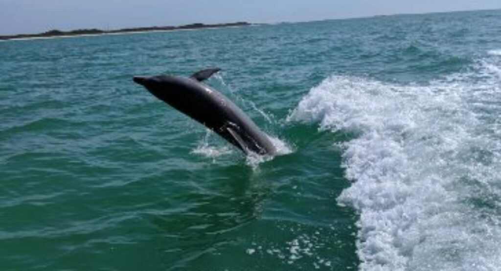 A dolphin jumping out of the water on a boat.