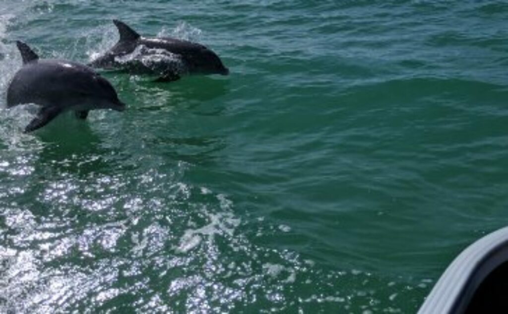 Two dolphins are swimming in the ocean near a boat.
