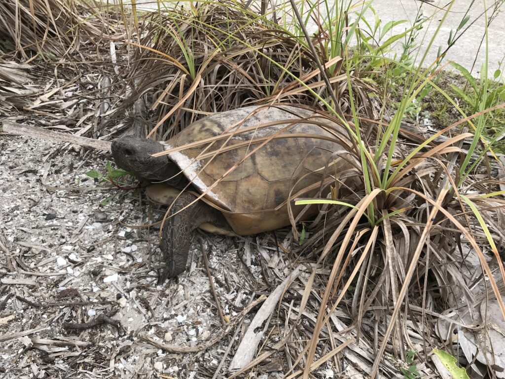 A tortoise in the grass near a sidewalk.