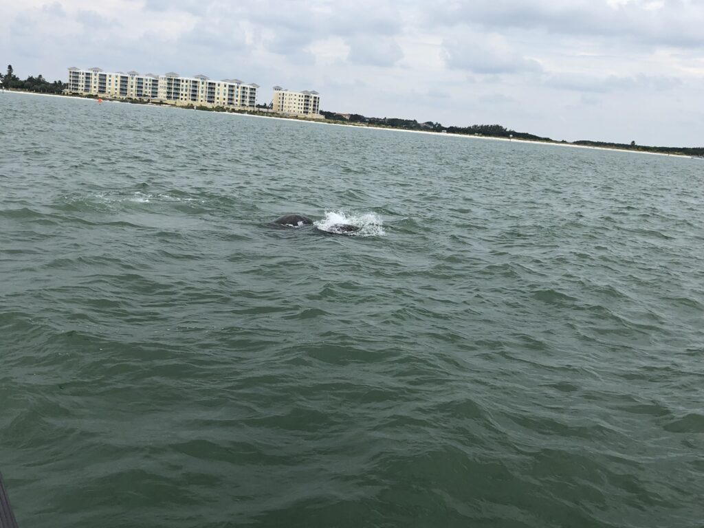 A dolphin is swimming in the water near a building.
