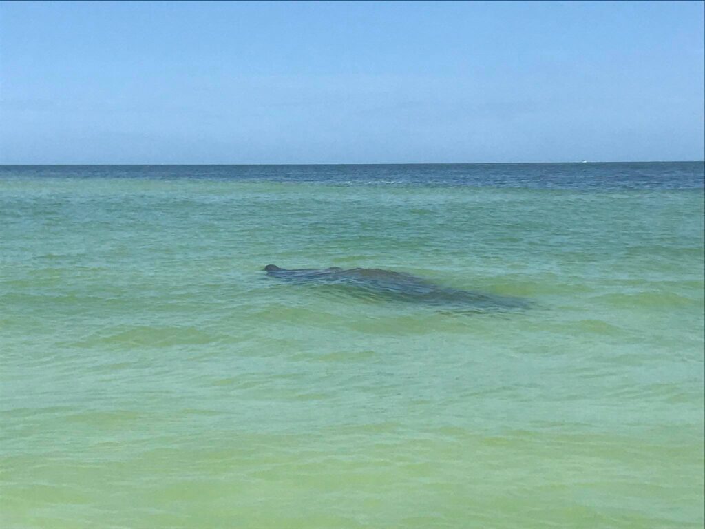A manatee is swimming in the water near the shore.
