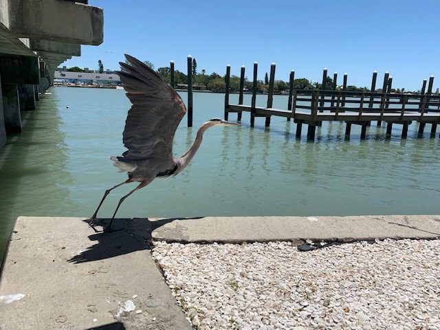A blue heron is landing on a dock near a body of water.
