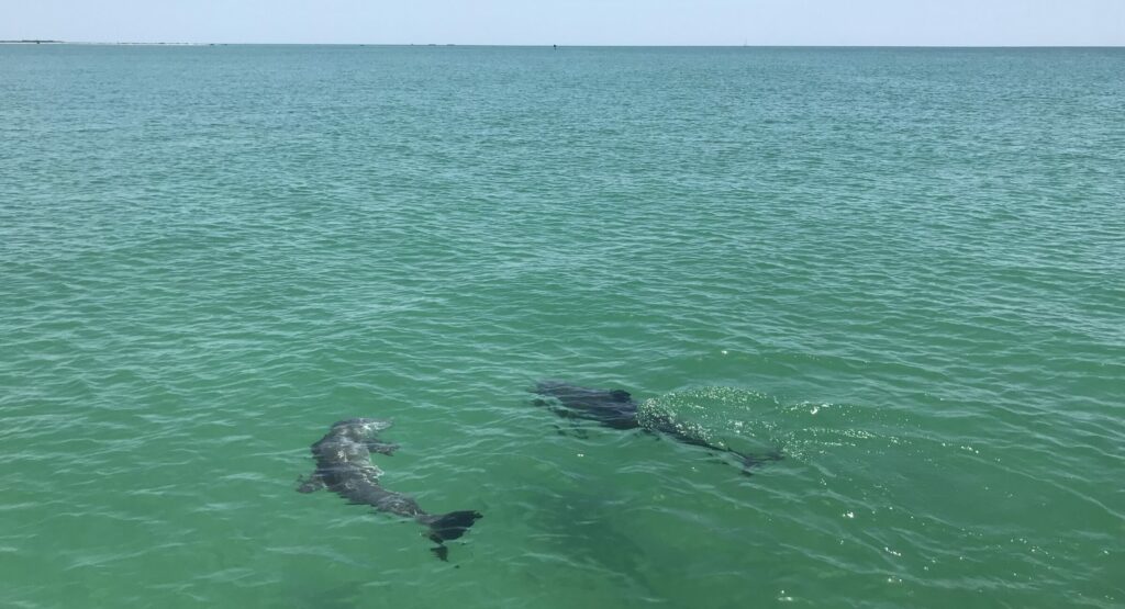 Two dolphins swimming in the ocean.