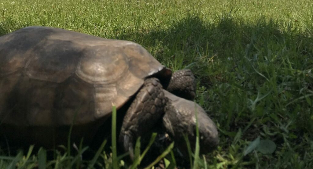 A large tortoise walking through the grass.