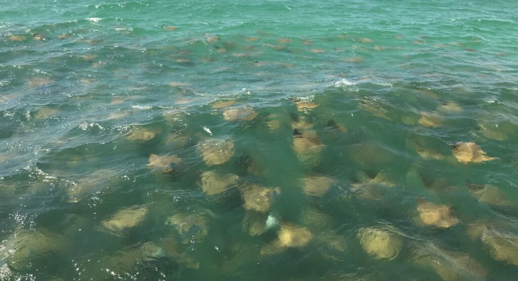 A large group of stingrays swimming in the ocean.