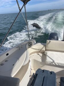 Dolphin Boat Tours